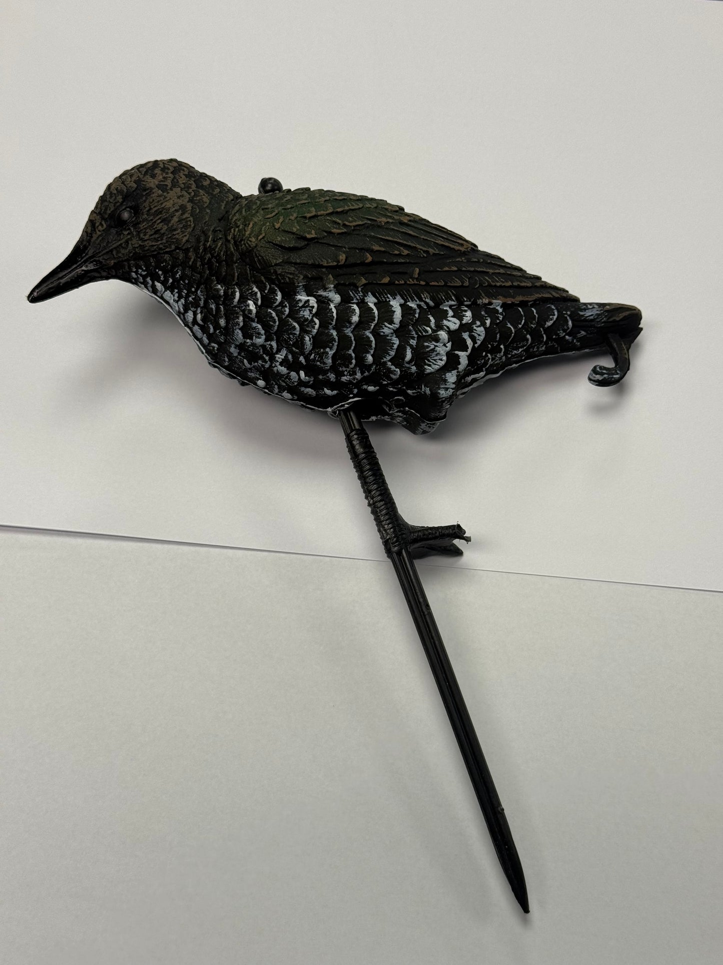 Starling Standing - Sturnell Wieqaf