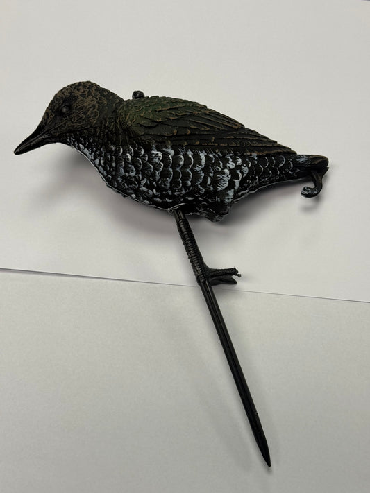 Starling Standing - Sturnell Wieqaf
