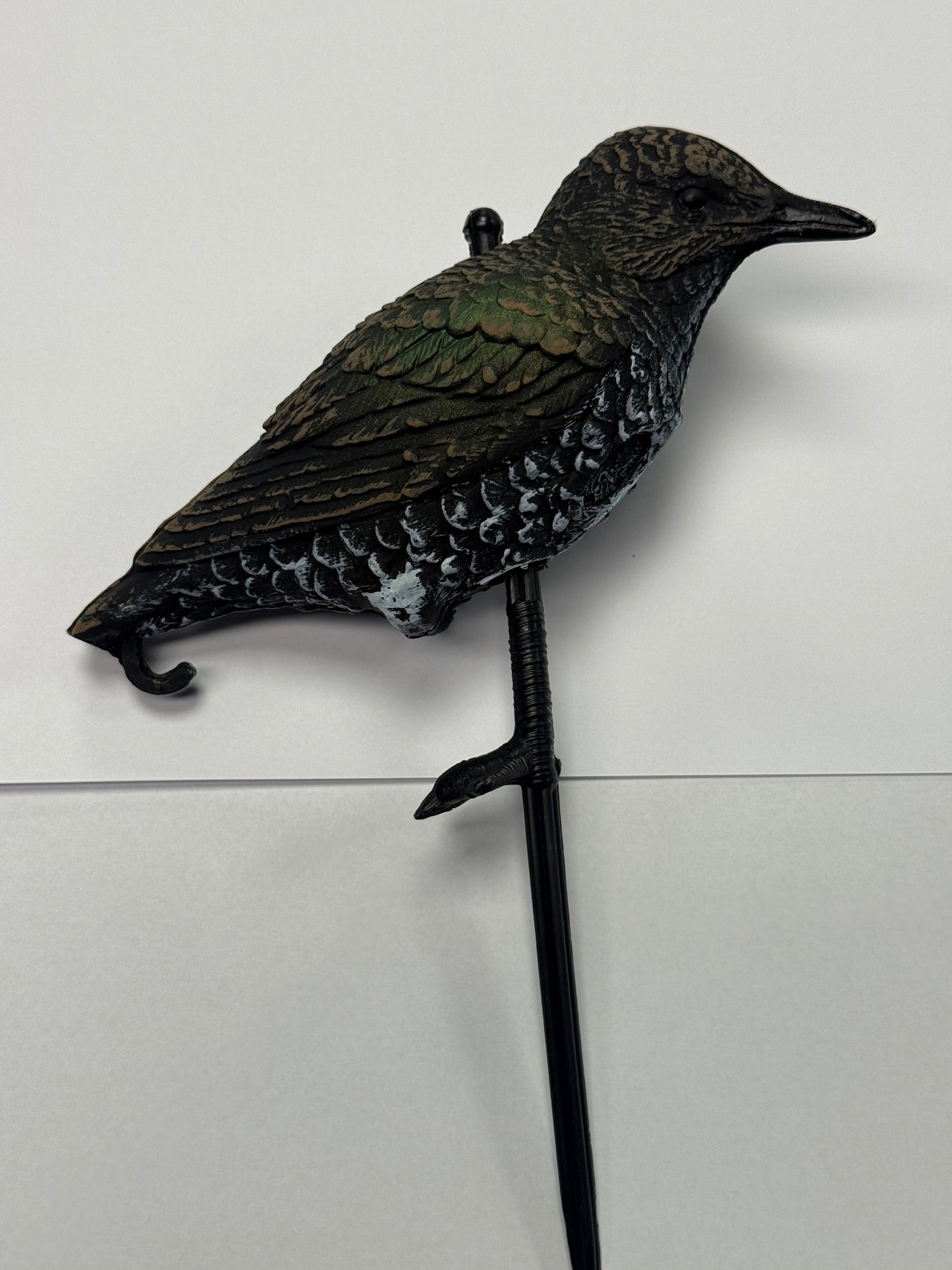 Starling Standing - Sturnell Wieqaf