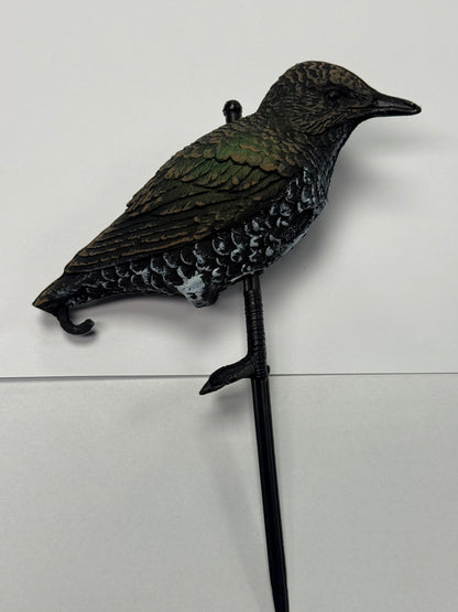 Starling Standing - Sturnell Wieqaf